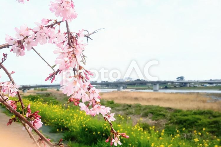 河原とさくら 桜,花,河原の写真素材