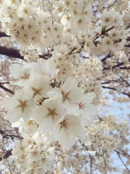 桜 桜の写真