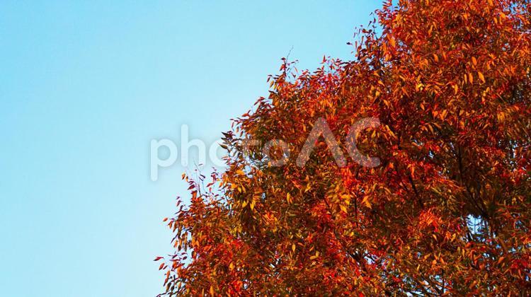 赤く染まる木々の紅葉と青空　秋の景色 紅葉,秋,晩秋の写真素材