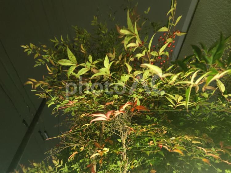 外灯に照らされる南天 暗黒,風合い,赤色の写真素材
