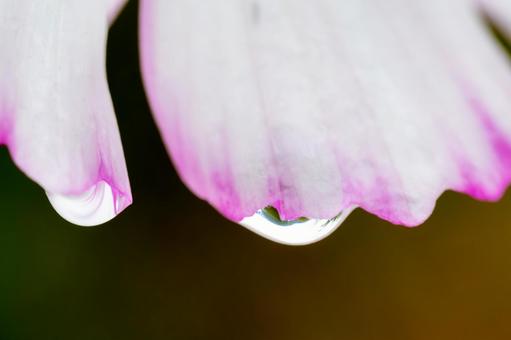 コスモス(59)の写真