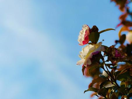 花と空 花と空の写真
