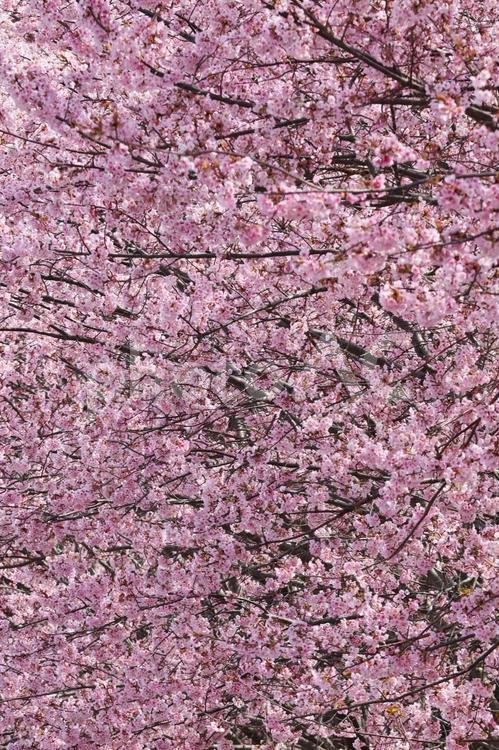 蜂須賀桜 蜂須賀桜,サクラ,桜の写真素材