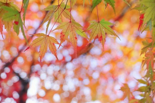 もみじ 秋の背景 もみじ 秋の背景 紅葉,秋,モミジの写真素材