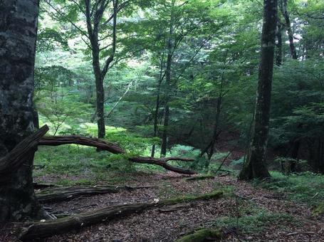 富士山御殿場口 富士山御殿場口 富士山,御殿場口,自然の写真素材