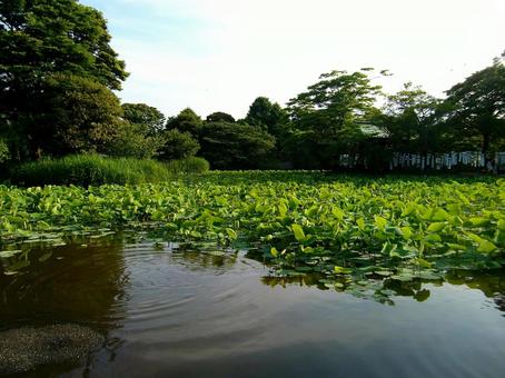 水草と池の写真