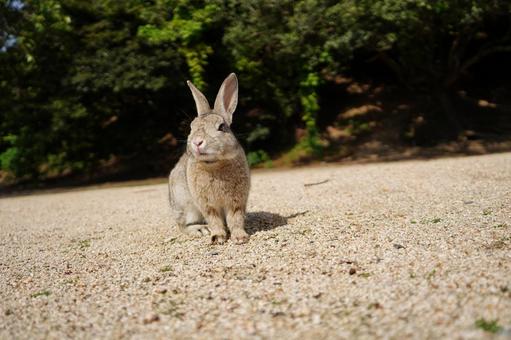 広島 大久野島 うさぎ島のうさぎ4 広島 大久野島 うさぎ島のうさぎ4 うさぎ,兎,卯の写真素材