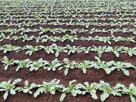 大根の苗 苗,大根,畑の写真素材