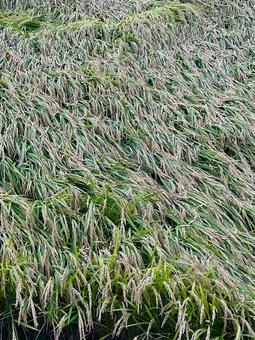 稲田 稲,秋,稲穂の写真素材