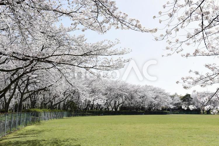 芝生の広場の桜並木 桜,桜並木,花見の写真素材