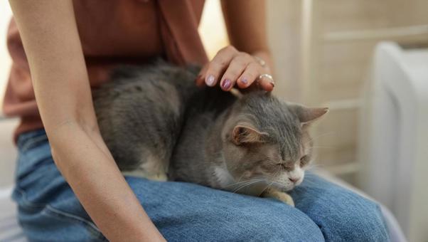 Knee cat, JPG