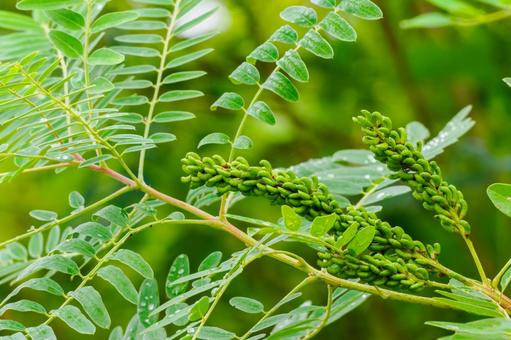 イタチハギ⑸ イタチハギ⑸ 植物,イタチハギ,実の写真素材
