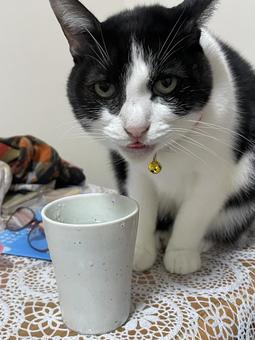 ネコの日常の写真