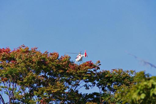 紅葉の梢の上のヘリコプターの写真