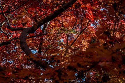 紅葉 紅葉の写真