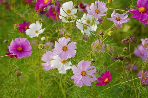 コスモス畑 コスモス,秋,風景の写真素材