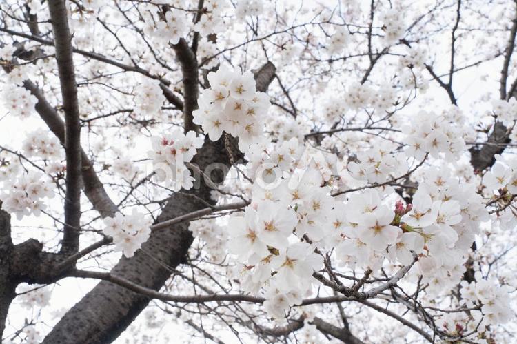 満開の桜が春の訪れを告げる② 桜,春,花の写真素材