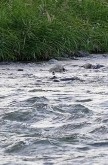 秋の相模川 君はハクサキレイさん？ 秋の風景,相模川,ハクサキレイの写真素材