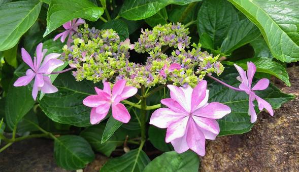 可愛い花びらのあじさい2 可愛い花びらのあじさい2の写真