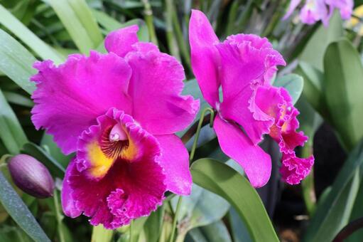 ラン２０（咲くやこの花館） ラン,花,可愛いの写真素材