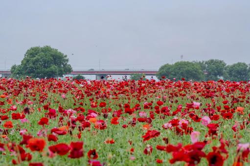 Konosu Flower Festival 2025, JPG Konosu Flower Festival 2025, JPG