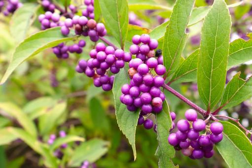 秋から冬に成実するコムラサキの実 コムラサキ,実,紫の写真素材