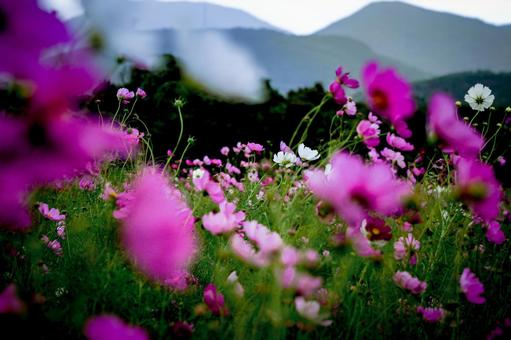 ＜素材＞夕暮れのコスモス畑の写真