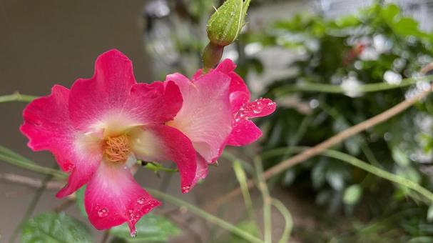 ガーデニング ピンク② ガーデニング ピンク② 庭,花,植物の写真素材
