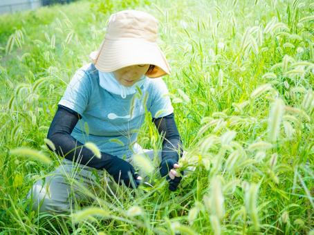 35:草むしりをする女性 35:草むしりをする女性の写真