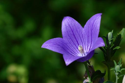 Photo, campanulaceae, flower, bellflower family, 