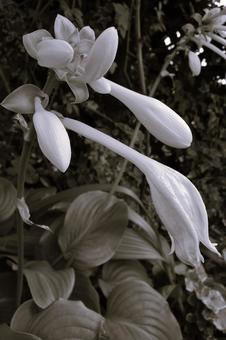 オオバギボウシ(大葉擬宝珠) オオバギボウシ(大葉擬宝珠)の写真