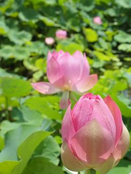 蓮の花とつぼみ 蓮の花とつぼみの写真