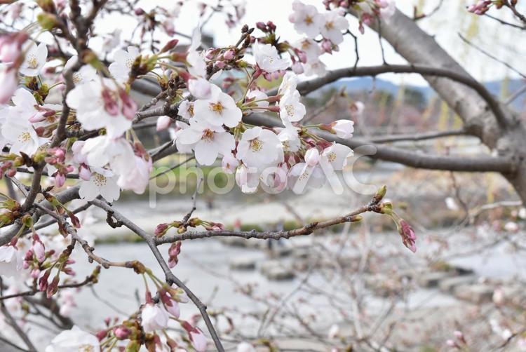 鴨川と桜 さくら,サクラ,鴨川の写真素材