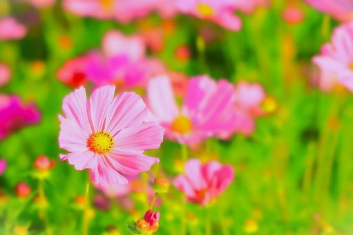 ピンクと赤の美しいコスモスの花 ピンクと赤の美しいコスモスの花の写真