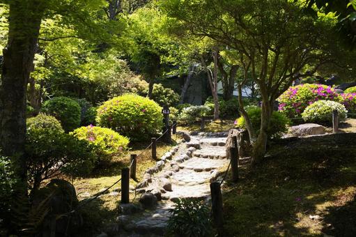 Photo, nara park, jicheng garden, fresh green, 