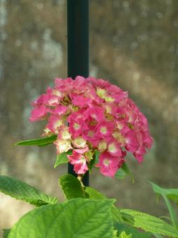 住宅地の花壇に咲く濃いピンク色のアジサイ 住宅地の花壇に咲く濃いピンク色のアジサイの写真