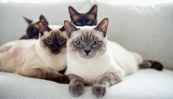ソファに集まる4匹の猫 ソファに集まる4匹の猫の写真