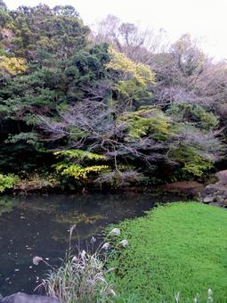 秋の鎌倉中央公園、下池の風景 池,水,水辺の写真素材