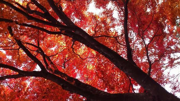 紅葉 紅葉 風景,木洩れ日,自然の風景の写真素材