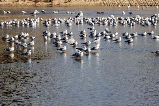浅瀬に集まるたくさんの白いカモメ カモメ,ユリカモメ,鳥の写真素材