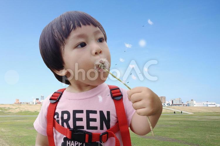 タンポポの綿毛を吹く男の子 タンポポ,たんぽぽ,綿毛の写真素材