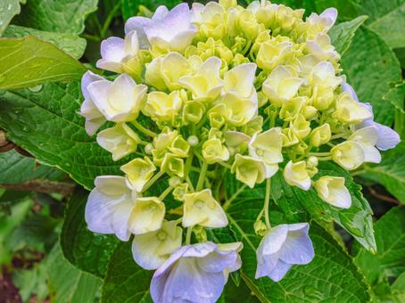 華麗なアジサイの花41 華麗なアジサイの花41の写真