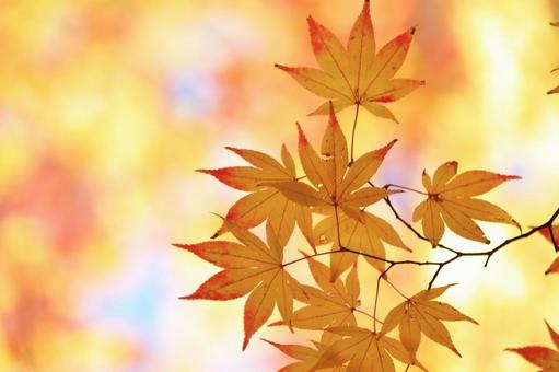 色づく紅葉 色づく紅葉の写真