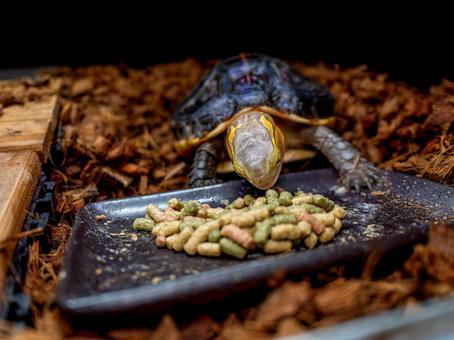 餌を食べるセマルハコガメ 餌を食べるセマルハコガメの写真