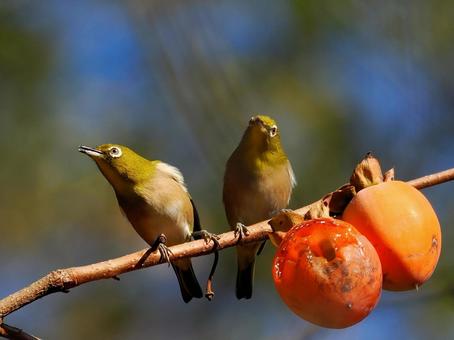 柿の実を食べに来たメジロ メジロ,野鳥,鳥の写真素材