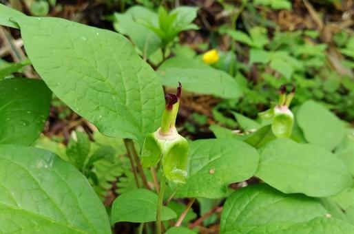 ヤマシャクヤクの落花の写真