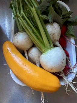 Photo, home garden, vegetables, zucchini, 