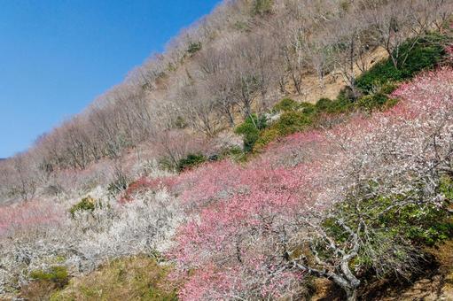 青空に映える満開の梅林 梅,迎春,梅の花の写真素材