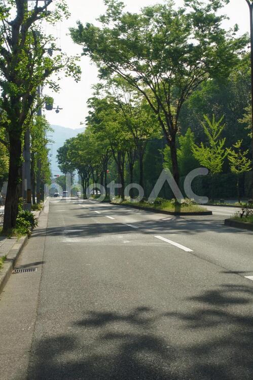 京都、北山通りの新緑の並木道 京都,北山,北山通りの写真素材
