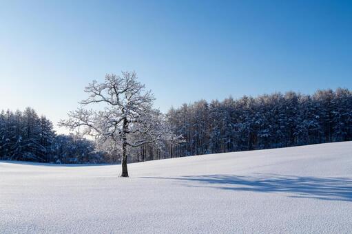 白銀の雪原に佇む霧氷の孤高の樹 霧氷,樹氷,一本木の写真素材